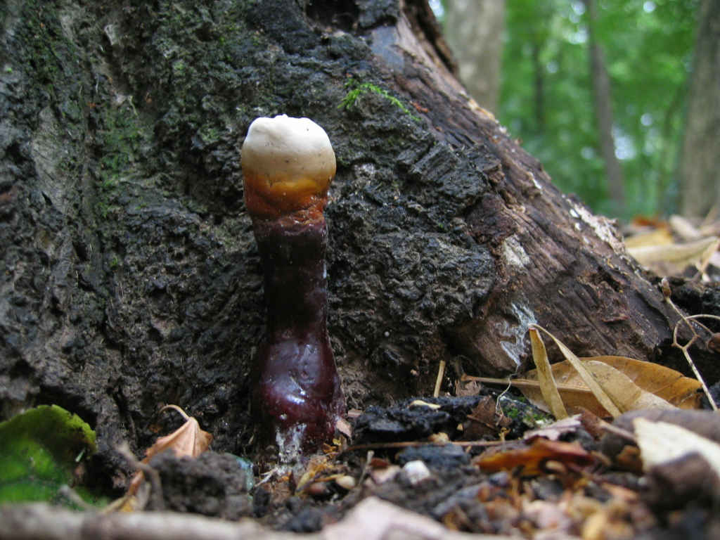 2005 :  Un anno di funghi